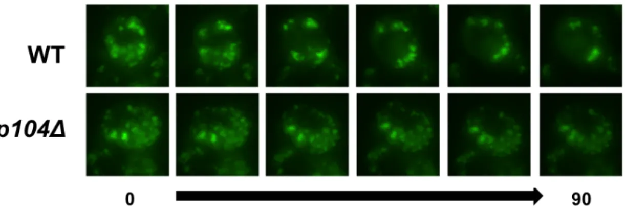 Figure 3.4. Single cell refolding microscopy time course of FFL-GFP 