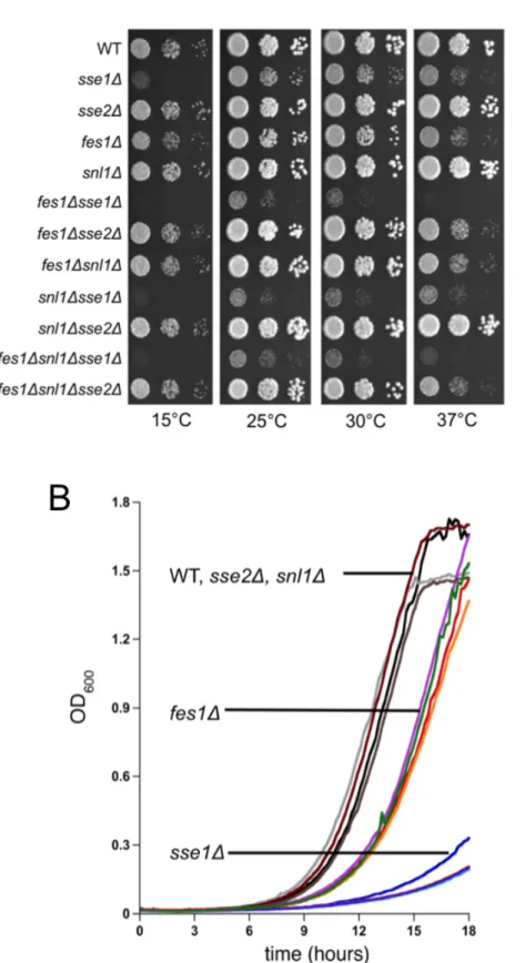FIGURE 4.1. Growth analysis of wild-type and nucleotide exchange factor deletion  strains 