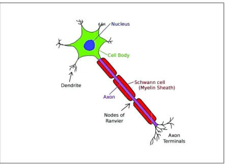 Figure 2.4: Schematic view of a typical neuron. ( Figure from http: //commons.wikimedia.org/