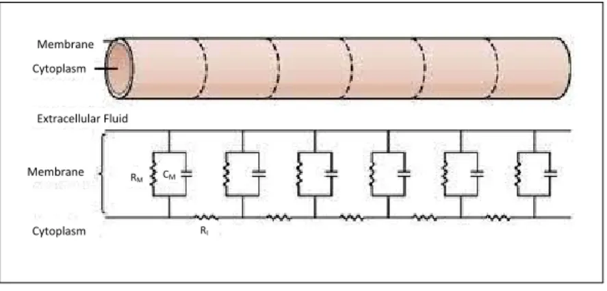 Figure 2.6: Schematic diagrams of the axon equivalent circuit. R M ,membrane resistance; R I , intracellular resistance; C M , membrane capacitance