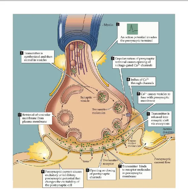 Figure 2.8: Synaptic signalling is initiated by electrical signalling followed by chemical event between neurons and finally producing excitatory postsynaptic potential (EPSP) or inhibitory postsynaptic potential (IPSP)