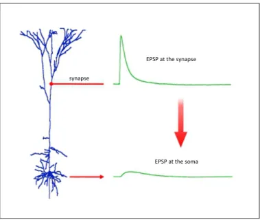 Figure 2.10: High amplitude of EPSP generated at the synapse location will reduce after an attenuation results in lower amplitude of EPSPs at the soma