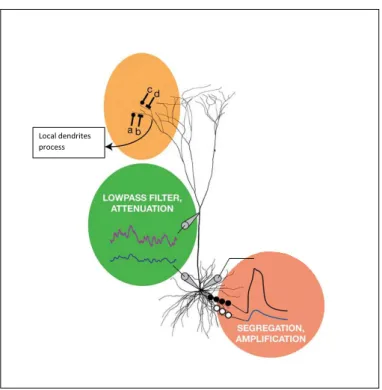 Figure 2.11: Y ellow : Local nonlinear dendritic integration. Green : Longer dendritic pathway significantly attenuate EPSPs signal
