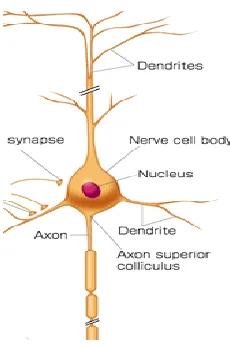 Figure 1.1. The parts of a single pyramidal neuron that connected to three neurons by different 