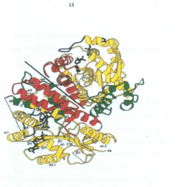 Figure 2.2:symmetric TK dimer