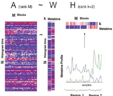 Figure 1. Rank-2 reduction of a DNA microarray of N genes and M samples is obtained by NMF, A ≈ W H