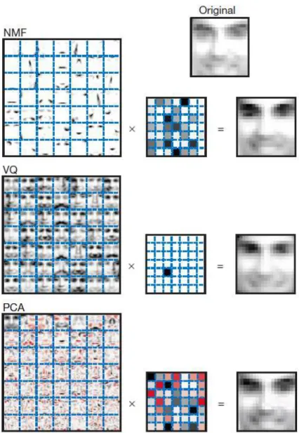 Figure 2. Non-negative matrix factorization (NMF) learns a parts-based representation of faces, whereas vector quantization (VQ) and principal component analysis (PCA) learn holistic representations