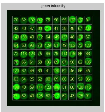 Figure 4.6 Red intensity Image 
