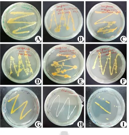 Fig. 1. Pure Isolated Bacteria (A) G1A (B) S1B (C) S1C (D) G2D (E) S2E (F) S2F (G) 