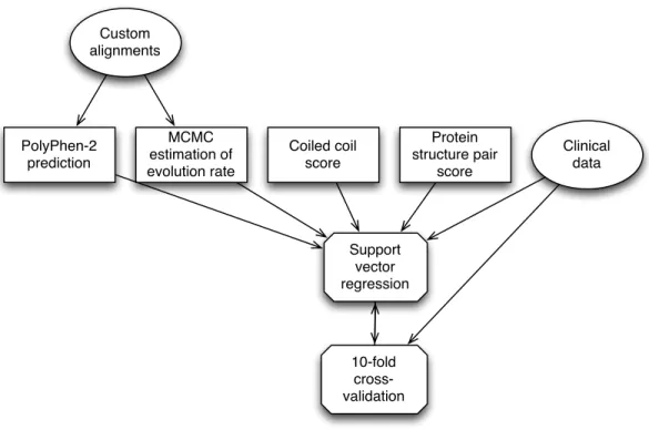 Figure 1.4: The automated prediction process. For each variant, we computed four features and combined them using support vector regression