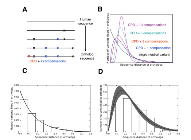 Figure 2.2: Relationship between variants and evolutionary distance. A) Model for ﬁxation of CPDs