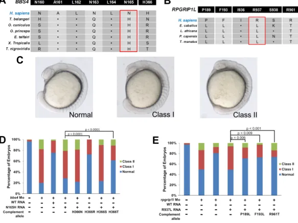 Figure 2.3: Compensatory mutations rescue pathogenic alleles in BBS4 and RPGRIP1L. A) The pathogenic BBS4 165H allele is ﬁxed in six species