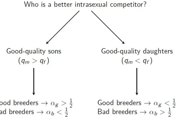 Figure 2.1: Visual representation of the simple allocation rule. When good-quality sons are thebetter intrasexual competitor (occurs when qm > qf), good-quality breeders should invest morein sons (αg > 12) and bad-quality breeders should invest more in dau