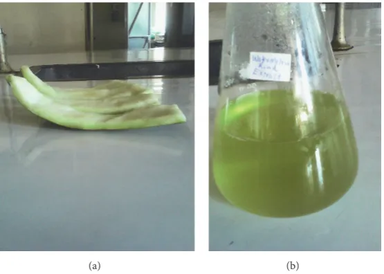 Figure 1: (a) Watermelon rind. (b) Watermelon rind extract.