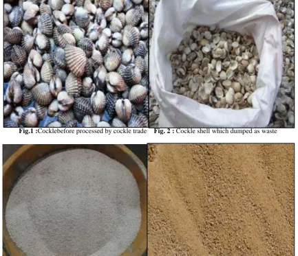 Fig.1 :Cocklebefore processed by cockle trade    Fig. 2 : Cockle shell which dumped as waste 