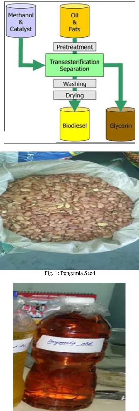 Fig. 1: Pongamia Seed  