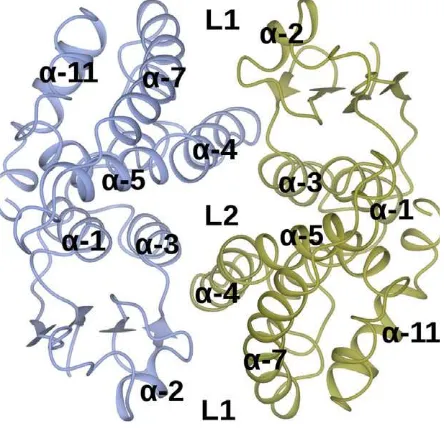 Fig. 2. Structure of AtGSTF2 dimer. The ﬁgure is derived using thecomplex with indole-3-aldehyde and shows selected helices andlocation of ligand-binding sites L1 and L2 labelled for ease ofreference.