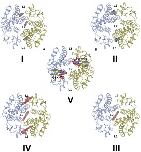 Fig. 3. Structure of dimers ‘A/B’ from ligand complex structures ofanComplex with Indole-3-aldehyde AtGSTF2 and showing location of ligands in binding sites L1 and L2