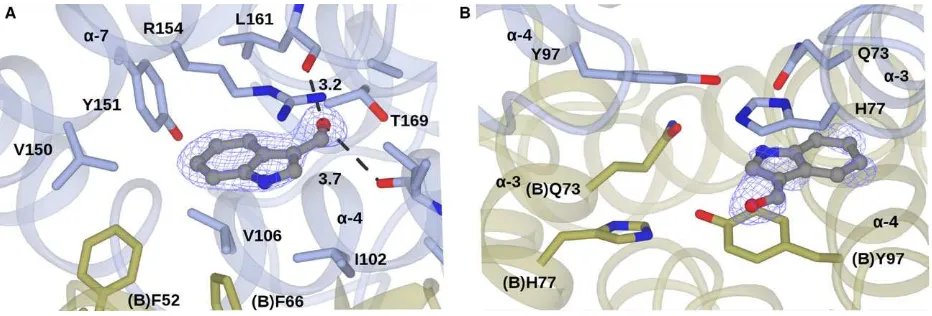 Fig. 4. Electrostatic surface views of180 AtGSTF2. (A) Same view as Fig. 3V, in complex with two molecules of S-hexyl glutathione (PDB code1GNW [30]); (B) In complex with quercetrin 3, rotated 90°, and revealing ligand-binding site L1; (C) In complex with quercetrin 3, rotated°, and revealing ligand-binding site L2.