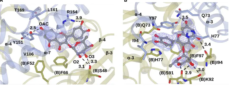 Fig. 6. Binding of camalexin 2 in the L1 site. Backbone and side chains of monomers A and B of a dimer of AtGSTF2 are shown in ribbonand cylinder format in blue and gold respectively