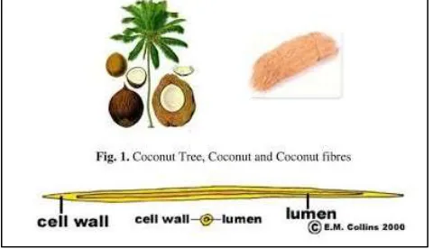 Fig. 1: Coconut Tree, Coconut and Fiber 