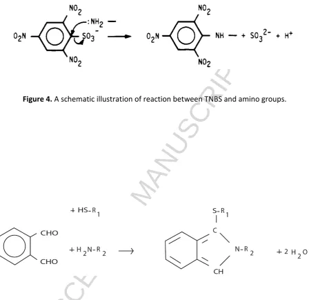 Figure 4.ACCEPTED MANUSCRIPT A schematic illustration of reaction between TNBS and amino groups