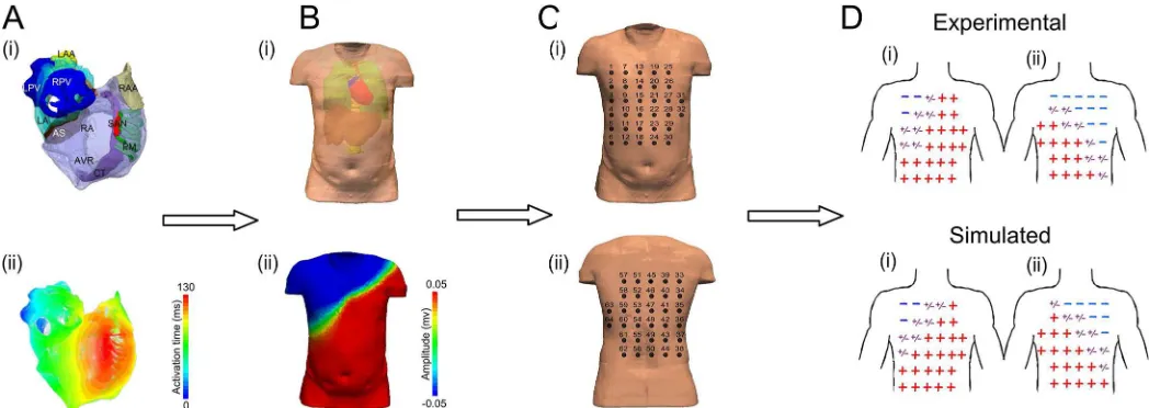 Fig 1. Models and procedure used to develop the algorithm. Illustration of atria (A) and torso (B) models used in the study to simulate re-entry andectopic activity in the atria