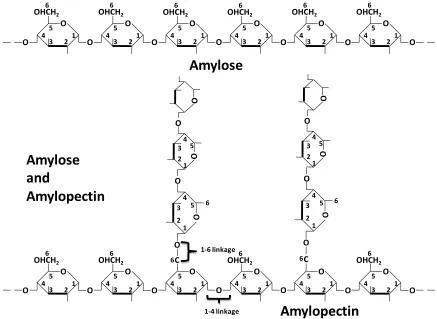 Figure 1.4 Compositions of starch: Amylose and amylopectin (adapted from Generalic, 
