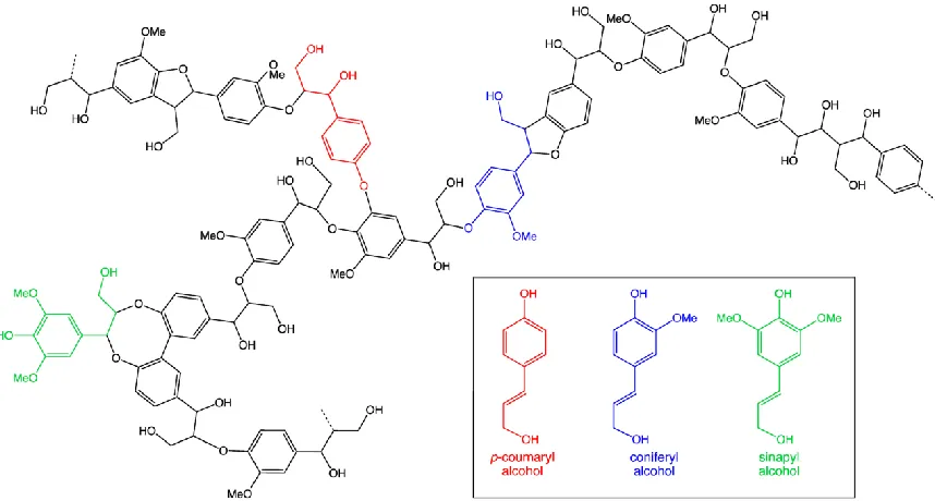 Figure 1.6 Lignin structure and three building blocks of lignin(Retrieved April 20, 