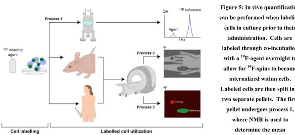 Figure 5: In vivo quantification 