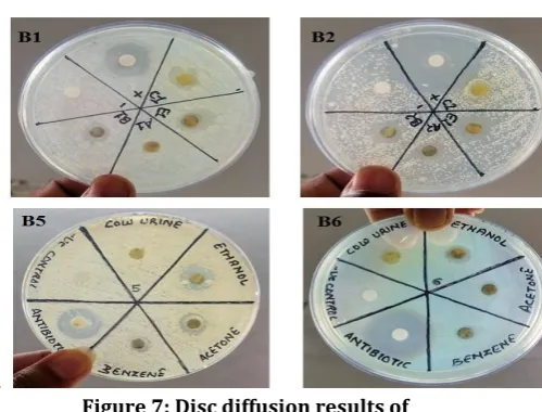 Figure 7: Disc diffusion results of Tinosporacordifolia against four isolated Bacteria