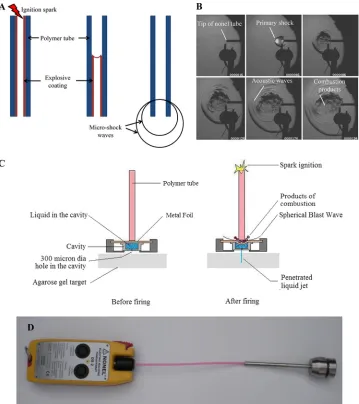 FIG. 1. (A) Schematic diagram of micro-shock wave generation from the polymer tube shows the initiation of ignition of the polymer tube bya spark generated by electrodes, the explosive coating undergoing combustion, the combustion ﬂame front traveling at 2,000 m/s, and the
