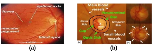 Figure 2  (a) Fundus Image of eye (b) Retinal Image of eye 