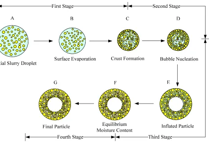 Figure – 3: Different stages of drying of a slurry droplet[45]