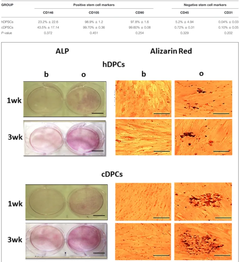 TABLE 2 | Percentage positive cell staining for cell surface markers in h and cDPCs (see also Supplementary Figure 1).