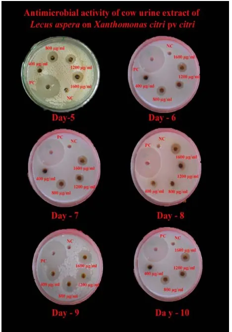 Figure 2. Antimicrobial activity of cow urine extract of Leucus aspera on Xanthomonas citri pv citri