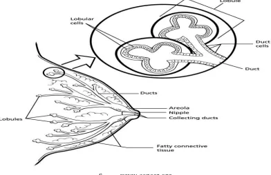 Figure 1: Normal parts of the breasts  