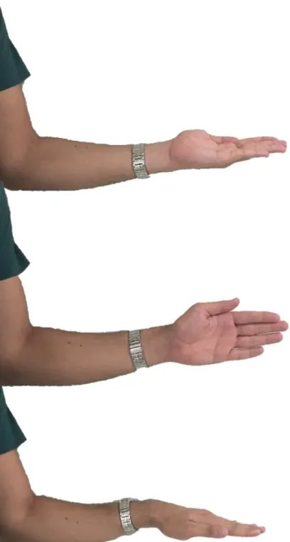 Figure 2.2. Positions of wrist: Supine (top), neutral (middle), and prone (bottom) 