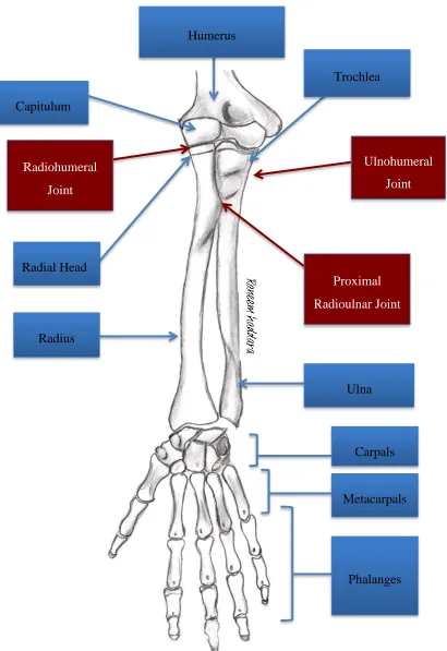Figure 2.3. Anterior view of the arm bones and articulations 