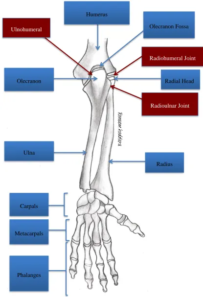 Figure 2.4. Posterior view of the arm bones and articulations 
