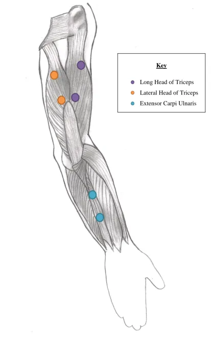 Figure 3.9. Posterior Arm Electrode Placement 48 