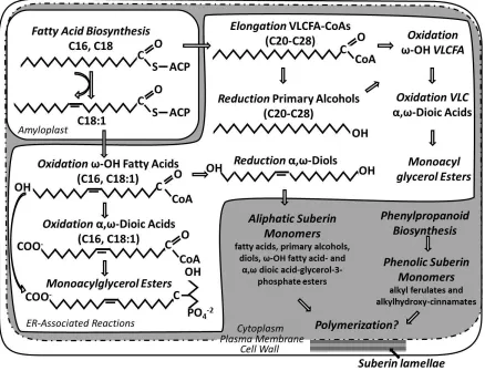 Figure 1.1: Wound-Induced Suberin Biosynthesis in Potato Tubers Overview of the fatty acid and phenylpropanoid metabolism resulting in suberin monomer production for polymerization into the suberin lamellae