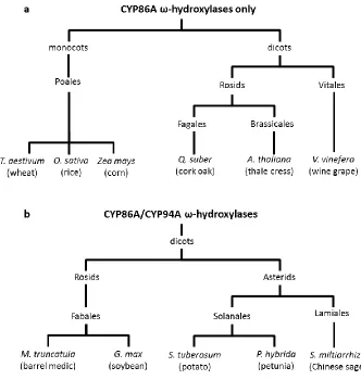 Figure 2.3: Schematic Representation of CYP86A and CYP94A Sequences Identified in Flowering Plants