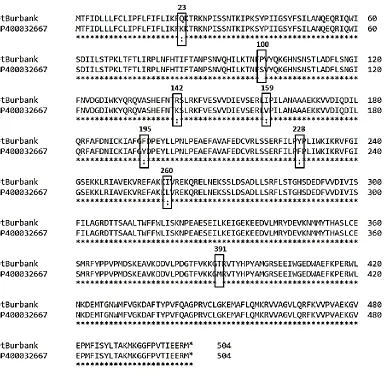 Figure 2.5: Pairwise Protein Sequence Alignment of FAωO1 from cv. Russet Burbank and Group Phureja