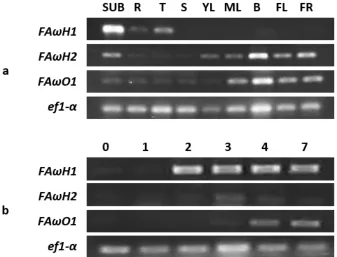 Figure 2.6: Semi-Quantitative RT-PCR Analyses of Developmental and Suberin-Induced Expression of FAωH1, FAωH2 and FAωO1
