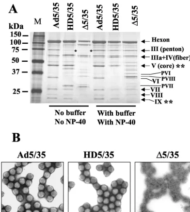 FIG. 8. Ad capsid protein composition after exposure to low-salt acidic conditions with and without NP-40 treatment and EM analysis of Adparticles