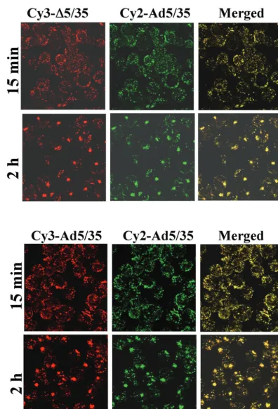 FIG. 10. Intracellular trafﬁcking of Cy3-labeled �indicated Ad vectors for 15 min and 2 h