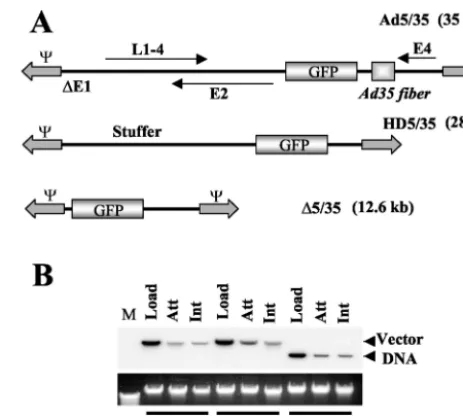 FIG. 1. (A) Schematic representation of genome organizations ofﬁber-chimeric Ad vectors