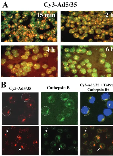 FIG. 3. Intracellular trafﬁcking of capsid-modiﬁed vectors in hematopoietic MO7e cells