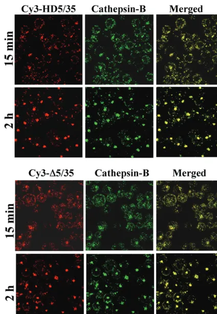 FIG. 4. Intracellular trafﬁcking of Cy3-labeled HD5/35 and �for 15 min and 2 h. Then, cells were ﬁxed and stained to detect colocalization of virus with cathepsin B-positive endosomal compartments (green)as described in the legend of Fig